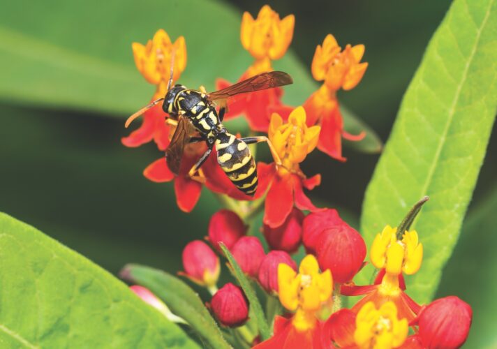 All About Wasps and Hornets